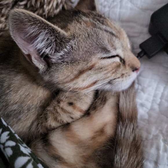 Meet your Posher, Jacqueline - Picture 2 of 2